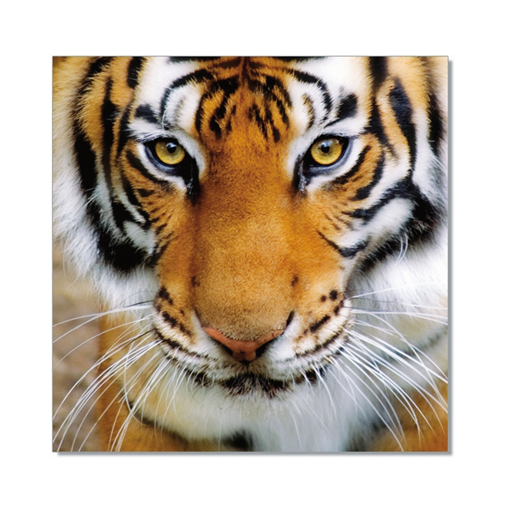 Tiger Printed Picture – Arturo